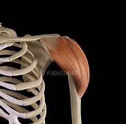 Image result for Shoulder Deltoid Anatomy