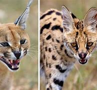 Image result for Caracal vs Serval