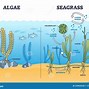 Image result for Red Algae Structure