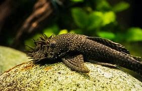 Image result for Bottom Feeder Fish for Koi Pond