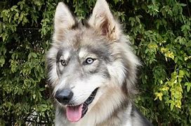 Image result for Husky Wolf Mix