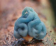 Image result for Cool Fungus