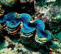 Image result for Beautiful Giant Clam