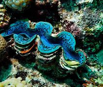 Image result for Mutated Giant Clam