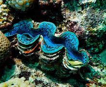 Image result for Batman Giant Clam