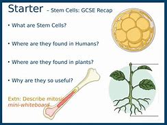 Image result for Cauliflower Cloning Kit