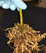 Image result for Phaseolus Vulgaris Root-Knot