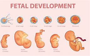 Image result for Embryonic Period of Development