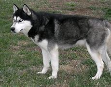 Image result for Black and White Husky Dog