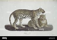 Image result for Nimr Panthera Pardus Poster