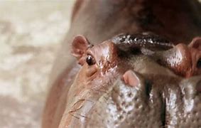 Image result for Hippopotamus Eating Grass