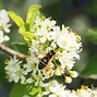 Image result for Migratory Beekeeping