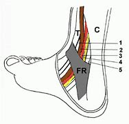 Image result for Medial Malleolus Structures