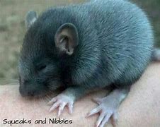 Image result for Silvermane Rat