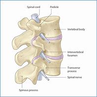 Image result for Vertebral Column and Spinal Nerves