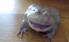 Image result for Crying Frog