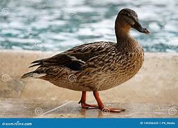 Image result for Duck Cam Engineering with Walking Deet