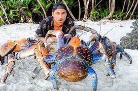 Image result for Blue Coconut Crab