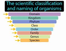 Image result for Compare and Contrast Classification and Taxonomy