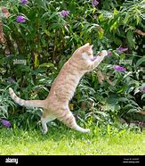 Image result for Cat Ctch Butteerfly