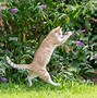 Image result for Cat Ctch Butteerfly