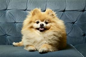 Image result for 10 Cute Dog Breeds