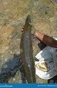 Image result for Alligator Gar Fisch