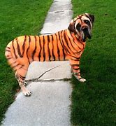 Image result for Tiger Doddle