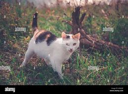 Image result for Beautiful White Cat with Spots