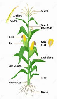 Image result for Anatomy of Corn Plant