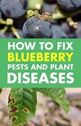 Image result for Blueberry Insects