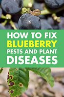 Image result for Blueberry Pests