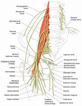 Image result for Ilioinguinal Nerve Sensory