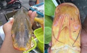 Image result for Ikan Seludu