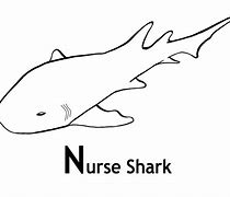 Image result for Nurse Shark Animals