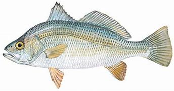 Image result for Saltwater Perch