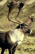 Image result for Difference in Caribou and Reindeer