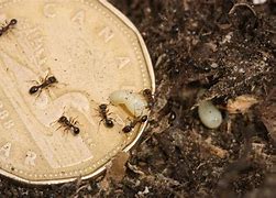 Image result for Pala Ants