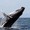 Image result for Whale China