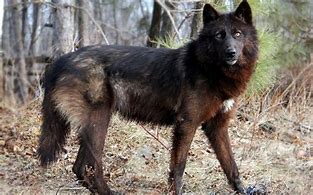 Image result for Brown Wolf Dog