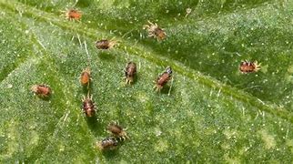 Image result for Yellow Spider Mites