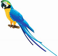 Image result for Blue Parrot Painting