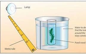 Image result for Aquatic Plant Photosynthesis