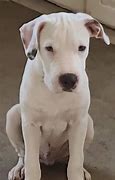 Image result for Dogo Amstaff Mix