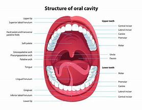 Image result for Adult Mouth Diagram