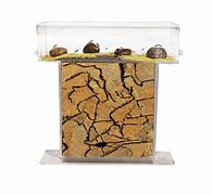 Image result for Real Ant Farm