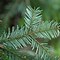 Image result for Abies Tree