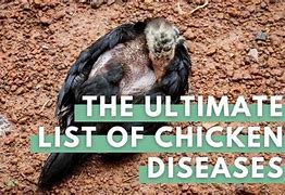 Image result for Chicken Diseases Symptoms