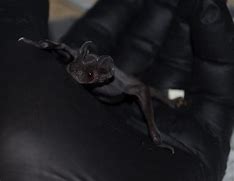 Image result for Mexican Free Tail Bat with Babies