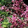 Image result for Landscape Shrubs and Bushes